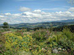 scheidegg-land